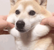 1531192776685842.gif